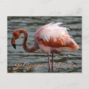 Search for ecuador postcards Sea