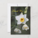 Search for daffodil thank you cards Pretty
