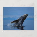 Search for breaching postcards Animal