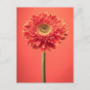 Search for gerbera postcards Botanical