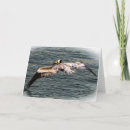 Search for pelican cards Flying