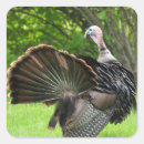 Search for turkey hunter stickers Thanksgiving