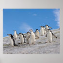 Search for chinstrap penguin posters Antarctica