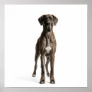 Search for great dane posters Majestic