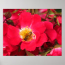 Search for stamen posters Flowers