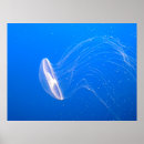 Search for jellyfish posters photography