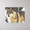 Search for grey wolf canvas prints Wildlife