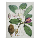 Search for vintage magnolia posters Antique