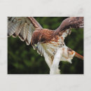 Search for tailed hawk Nature photo
