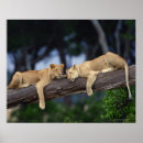 Search for strength posters Wildlife