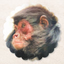 Search for monkey drinking barware Monkeys