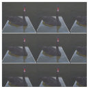Search for swan fabric Bird