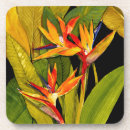 Search for bird coasters Tropical