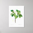 Search for redouté Botanical