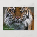Search for sumatran postcards Photography