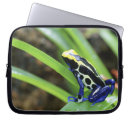 Search for dart frog Central america