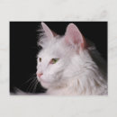 Search for angora Kitty