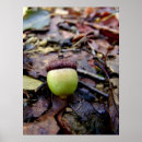 Search for acorns posters Green