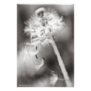Search for medicinal herbs posters Nature