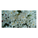 Search for spring bulbs posters Narcissus