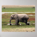 Search for amboseli posters Wildlife