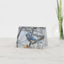 Search for bluejay cards Birds