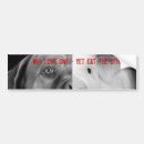 Search for eat a vegetarian bumper stickers Meat