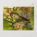 Search for ruby throat postcards Photograph