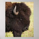 Search for bison head art Wildlife