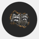 Search for adaptation stickers Racoon behaviour