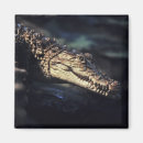 Search for crocodile magnets Reptile