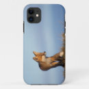 Search for mammals iphone cases Red fox
