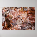 Search for frost photography Autumn