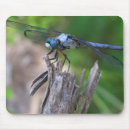 Search for beautiful dragonfly electronics Beauty