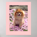 Search for pomeranian posters Pink