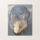 Search for wombat puzzles Marsupial