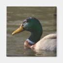 Search for mallards magnets Bird