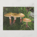 Search for fungus postcards Woods