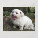 Search for shih tzu lover postcards Pets