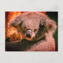 Search for koala postcards Cute animal