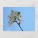 Search for pear tree postcards Plants