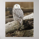 Search for aves posters Bird