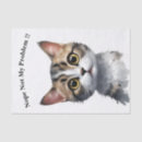 Search for cat tissue paper Funny