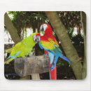Search for macaw mousepads Animals