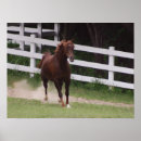 Search for horse breeds posters Horses
