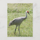 Search for sandhill postcards Grass