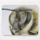 Search for antennae electronics Insect