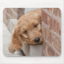 Search for mixed breed mousepads Pet
