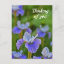 Search for blue iris postcards Flower