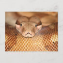 Search for boa postcards Constrictor
